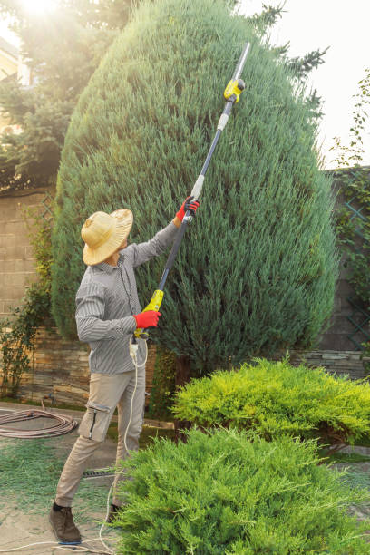 Palm Tree Trimming in Whittingham, NJ